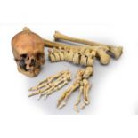 Anatomy: a medical half skeleton, unassembled