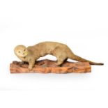 Taxidermy: A European otter on branch