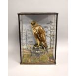 Taxidermy: a cased Rough Legged Buzzard (Buteo lagopus)