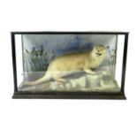 Taxidermy: A cased European otter