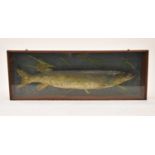 Taxidermy, a cased pike