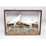 Taxidermy: a cased pair of Ptarmigan (Lagopus muta)