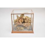 Taxidermy: a cased Stoat (Mustela erminea)