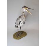 Taxidermy: a Heron (Ardeidae) and other taxidermy