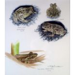 Keith Brockie (b.1955) Frogs and Toads