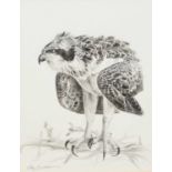 Keith Brockie (b.1955) Three Studies of an Osprey, Heron and Ptarmigan