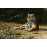 Adrian C Rigby (b.1962) A Tiger Resting