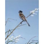 Alan M Hunt (b.1947) Reed Bunting