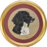 Mary Browning (English, late 20th century), portrait of a spaniel, 'Otter', pastel