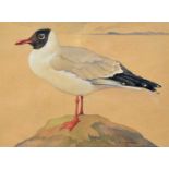 Ralston Gudgeon (Scottish 1910-1984) Black Headed Gull