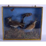 AN ANTIQUE TAXIDERMY STUDY OF BIRDS. 54 cm x 40 cm.