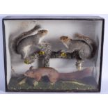 A VICTORIAN TAXIDERMY GROUP OF SQUIRRELS within a fitted naturalistic surround. 60 cm x 45 cm.
