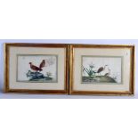 Chinese School (19th Century) Pith paper, bird studies. Largest image 30 cm x 20 cm. (7)