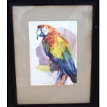 A Study of a Macaw in Watercolour by Albert Smith 1935 .