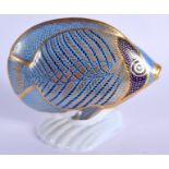 Royal Crown Derby paperweight Chevroned Butterfly Fish. 13.5cm wide.