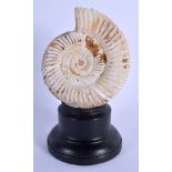 A FOSSIL AMMONITE ON STAND. 17 cm x 7 cm.