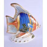 Royal Crown Derby paperweight Pacific Angel Fish limited edition of 2500. 11.5cm high.