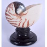 A NAUTILUS SHELL SPECIMEN 15 cm x 12 cm.