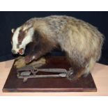 A taxidermy badger with a trap injury 49 x 38 cm.