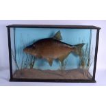 A LARGE EDWARDIAN TAXIDERMY FIGURE OF A BREAM FISH within a naturalistic surround. 83 cm x 50 cm.