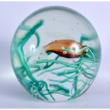 AN UNUSUAL EUROPEAN SEAWEED AND FISH GLASS PAPERWEIGHT. 11 cm x 11 cm.