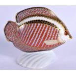 Royal Crown Derby paperweight Gourami. 14cm wide.