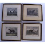 A LARGE SET OF ANTIQUE FRAMED EQUESTRIAN PRIZED STALLION RACE HORSE ENGRAVINGS in various forms and