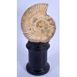 A FOSSIL AMMONITE ON STAND. 20 cm x 7 cm.