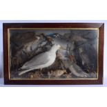 A LARGE VICTORIAN/EDWARDIAN TAXIDERMY DISPLAY depicting seagulls, ducks and hawk. 90 cm x 54 cm.