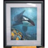 Randall Scott (201 of 750) Framed Print of an Orca pursuing prey 55 x 44cm.