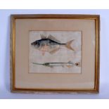 Chinese School (19th Century) Pith paper, two fish. Image 20 cm x 16 cm.