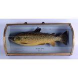 A VICTORIAN SCOTTISH LOCH CHAMPAGNE TAXIDERMY FISH September 1899. 50 cm x 14 cm.