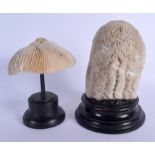 TWO CORAL TAXIDERMY SPECIMENS Largest 15 cm x 8 cm. (2)