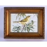 Royal Worcester plaque painted with a bird on a branch by Bryan Cox, signed, black mark. 17cm x 11.