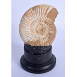 AN AMMONITE ON STAND. Ammonite 8 cm x 7 cm.