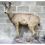 A Large Taxidermy Deer 103 x 131cm.