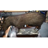 AN EARLY 20TH CENTURY SOUTH AMERICAN TAXIDERMY PIG upon a rectangular base. Pig 90 cm x 46 cm.