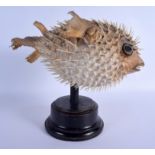 AN EARLY 20TH CENTURY TAXIDERMY PUFFER FISH. Fish 17 cm x 35 cm.