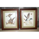 Two framed watercolours of ducks by Laney Layton 40 x 30 cm (2).