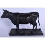 A CONTEMPORARY BRONZE FIGURE OF A STANDING BULL. 28 cm x 15 cm.