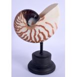 A NATURALISTIC TAXIDERMY NAUTILUS SHELL. Shell 10 cm x 12 cm.