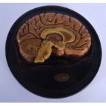 A FRENCH TRAMOND OF PARIS ANATOMICAL WAX MODEL OF A CUT AWAY BRAIN upon an ebonised base. Brain 17 c