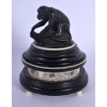 A 19TH CENTURY ANGLO INDIAN CARVED IVORY AND EBONY MONKEY BOX AND COVER. 11 cm x 7 cm.