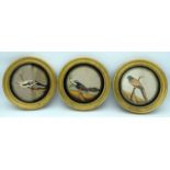 A SET OF THREE 19TH CENTURY INDIAN PAINTED BIRD MICA MINERAL PLAQUES each formed within a regency gi