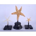 THREE VINTAGE CORAL STARFISH TAXIDERMY SPECIMENS. 22 cm x 10 cm. (3)