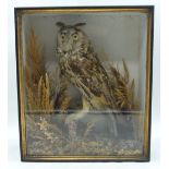 A cased taxidermy large Eared Owl 34 x 60