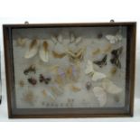 A cased Lepidopterist display of butterflies and beetles etc 59 x 33 cm.