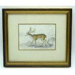 Small early Victorian framed watercolour of a deer dated 1830 13 x 9cm