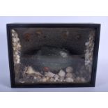 AN ANTIQUE TAXIDERMY PUFFER TYPE FISH encased within a naturalistic surround. 34 cm x 24 cm.