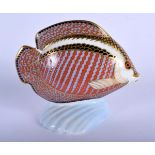 Royal Crown Derby paperweight of a gourami. 14.5cm long